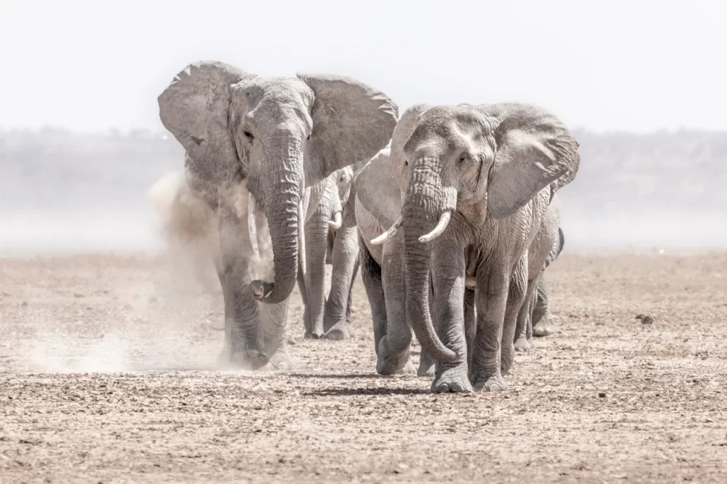 amboseli elephants 