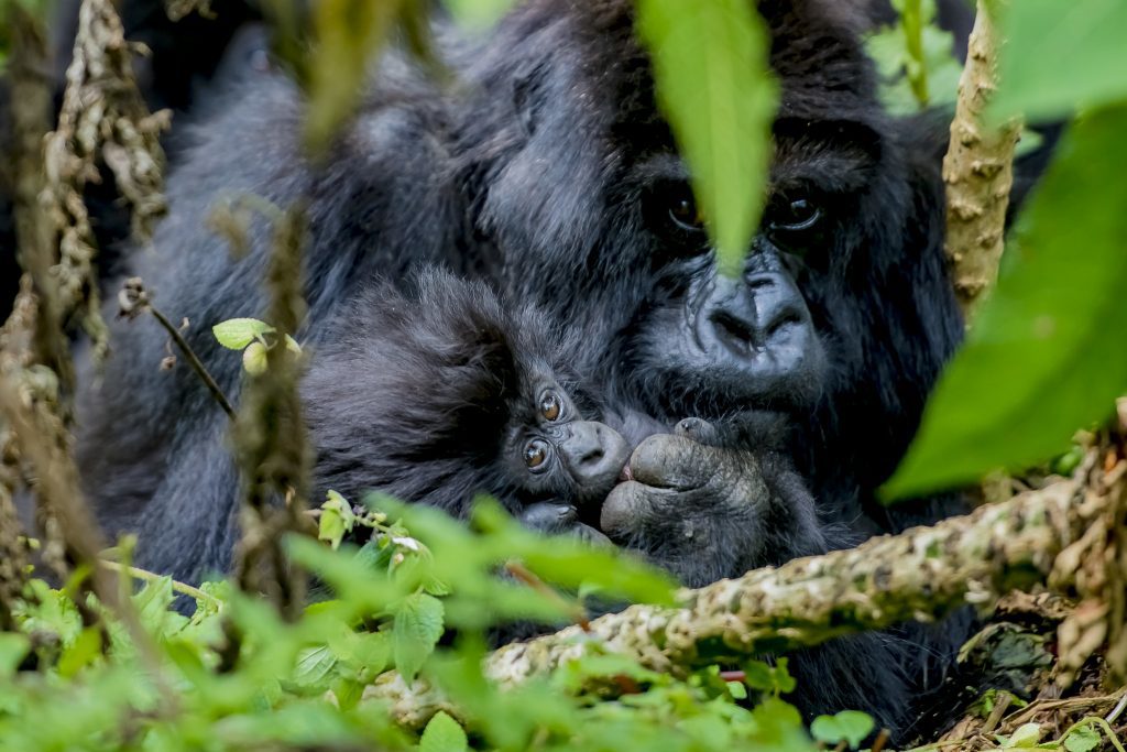 gorilla sex and and reproduction 