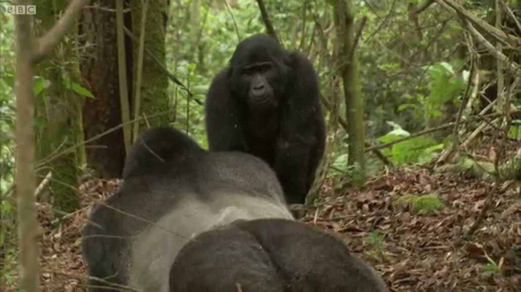 gorilla sex 