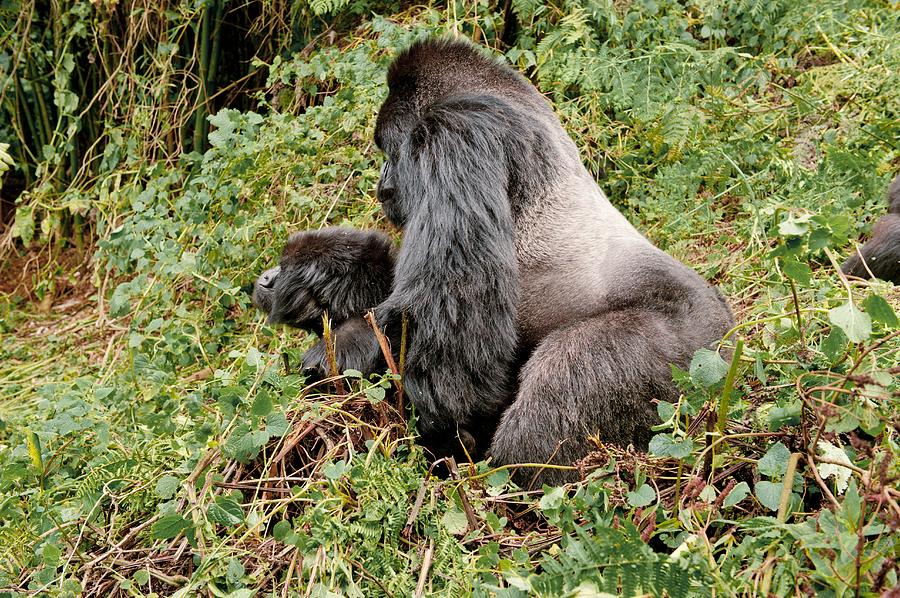 gorilla sex and reproduction 