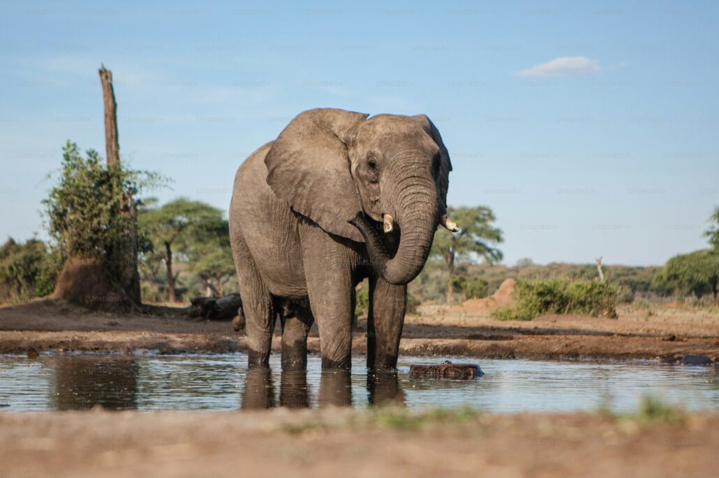 elephants in africa
