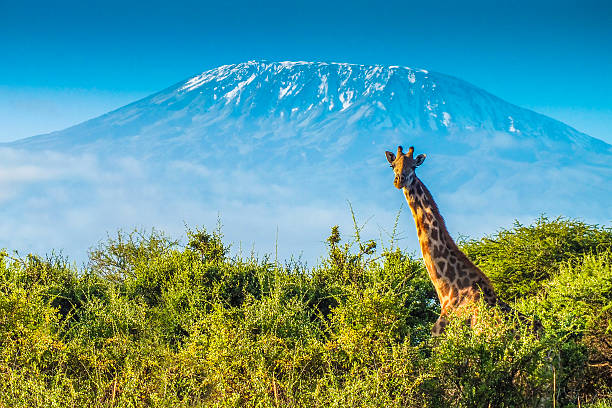 Kilimanjaro the highest mountain in Africa
