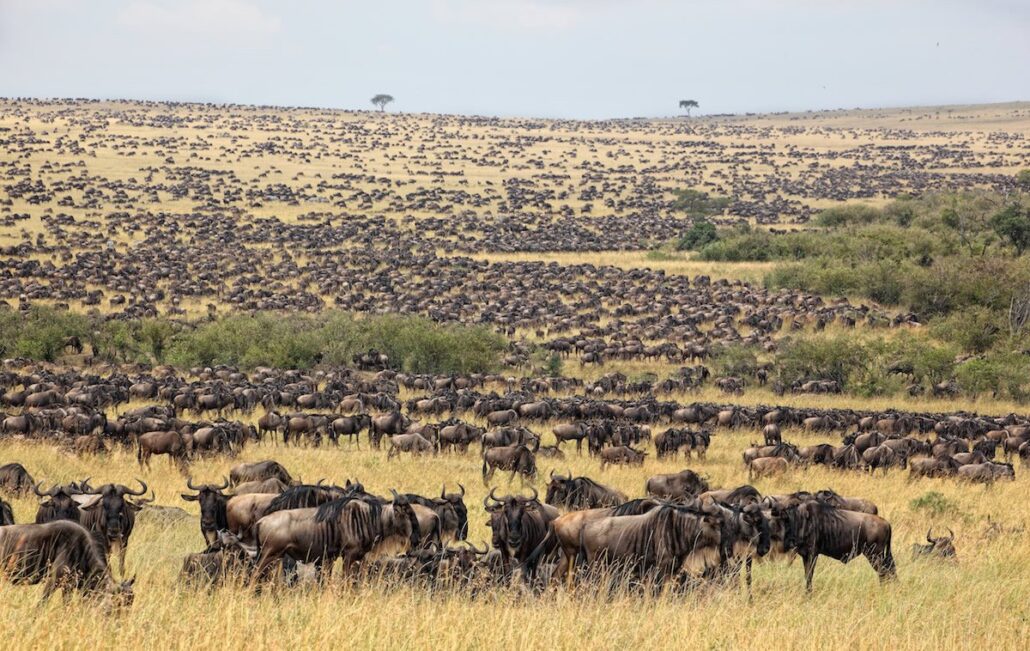 4-day Masai Mara safari from Uganda via Nakuru