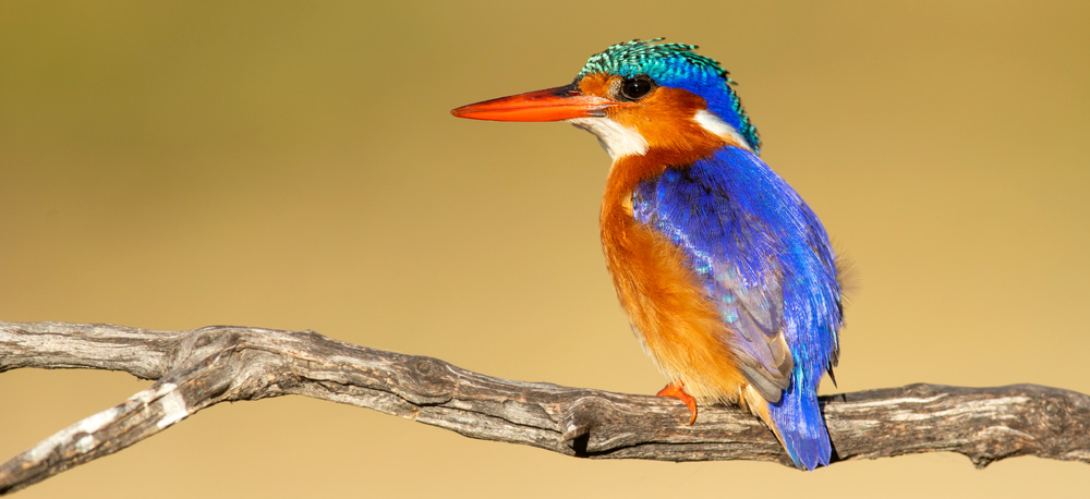 birds of Kruger national park 