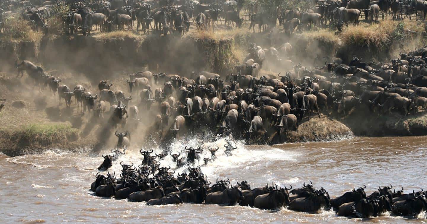 12 Days Serengeti wildebeest migration and gorilla trekking safari