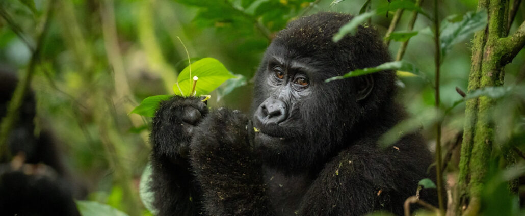 3 days uganda gorilla trekking from Kigali